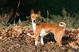 BASENJI 052